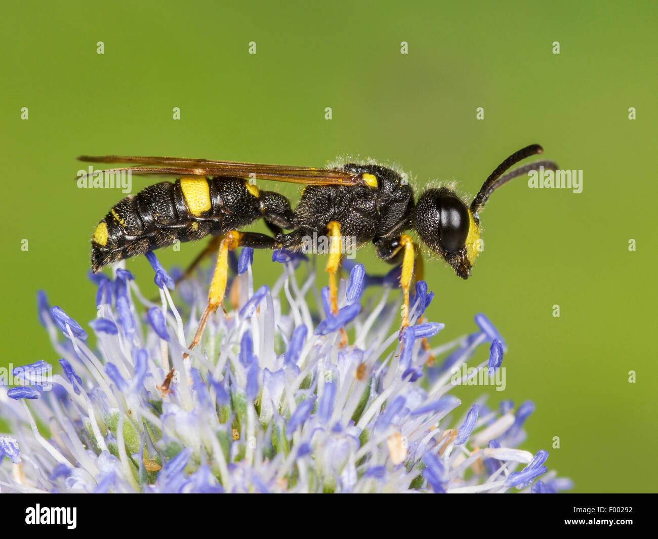 Reich verzierte Tailed Digger Wasp (Cerceris Rybyensis), männliche Futtersuche auf Eryngo (Eryngium Planum), Deutschland Stockfoto