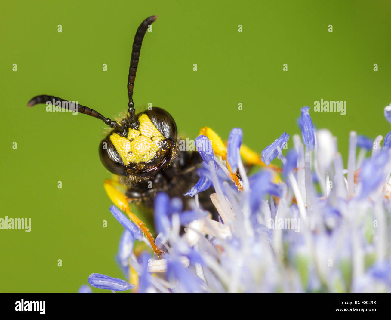 Reich verzierte Tailed Digger Wasp (Cerceris Rybyensis), männliche Futtersuche auf Eryngo (Eryngium Planum), Deutschland Stockfoto