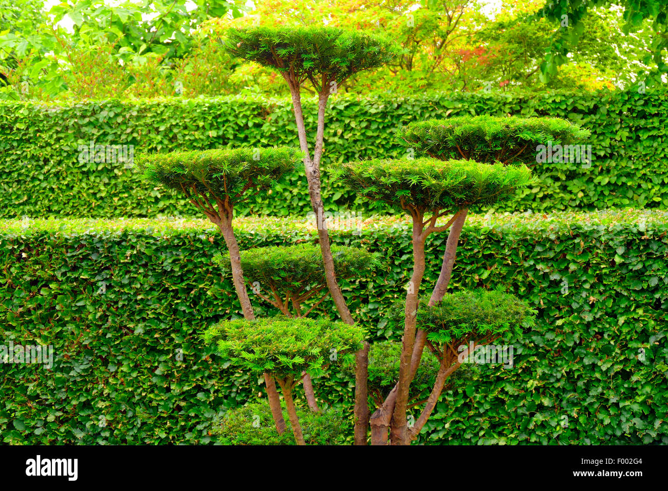 Eiben, englische Eibe, Europäische Eibe (Taxus Baccata), 20 Jahre alt Formschnitt Eibe Stockfoto