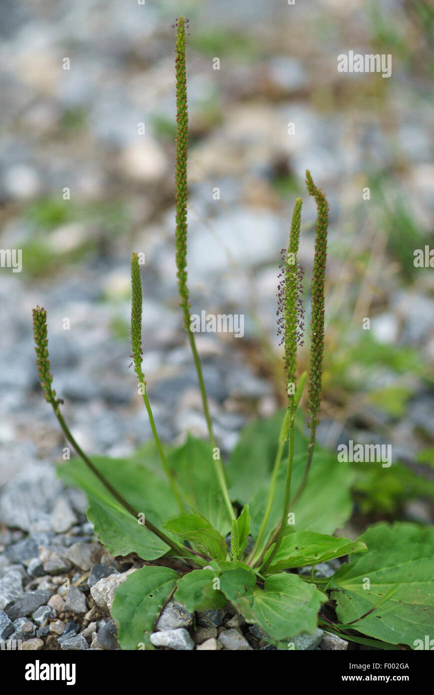 gemeinsamen Wegerich, großer Wegerich, breitblättrig Wegerich, Nippel-Samen Wegerich (Plantago großen) auf kiesigen Boden, Oberbayern, Oberbayern, Bayern, Deutschland Stockfoto