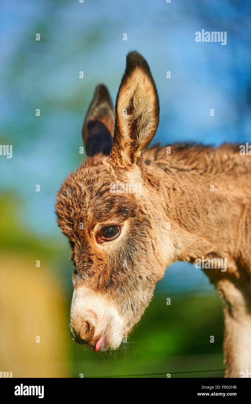 Inländische Esel (Equus Asinus Asinus), Porträt von einem 8 Stunden alte Juvenile, Deutschland Stockfoto