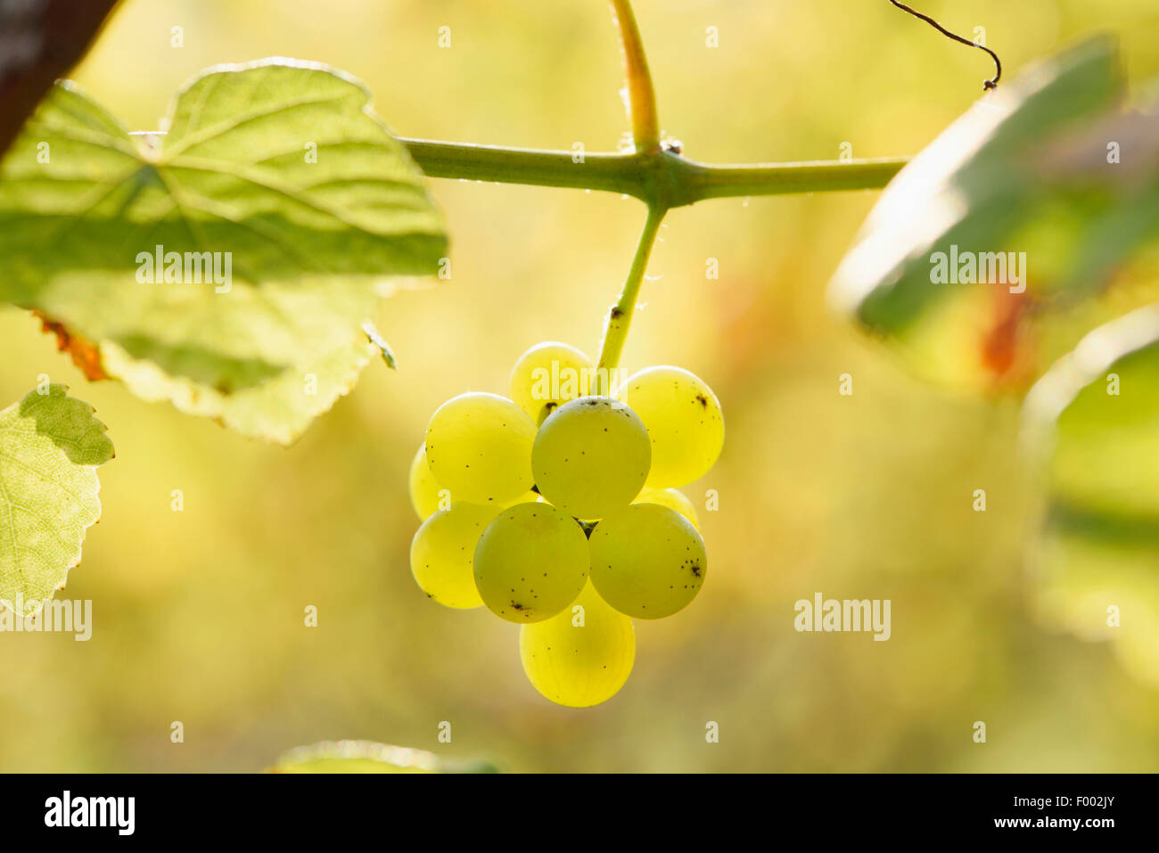 Rebe, Weinrebe (Vitis Vinifera), reife Trauben an einer Rebe, Österreich, Steiermark Stockfoto