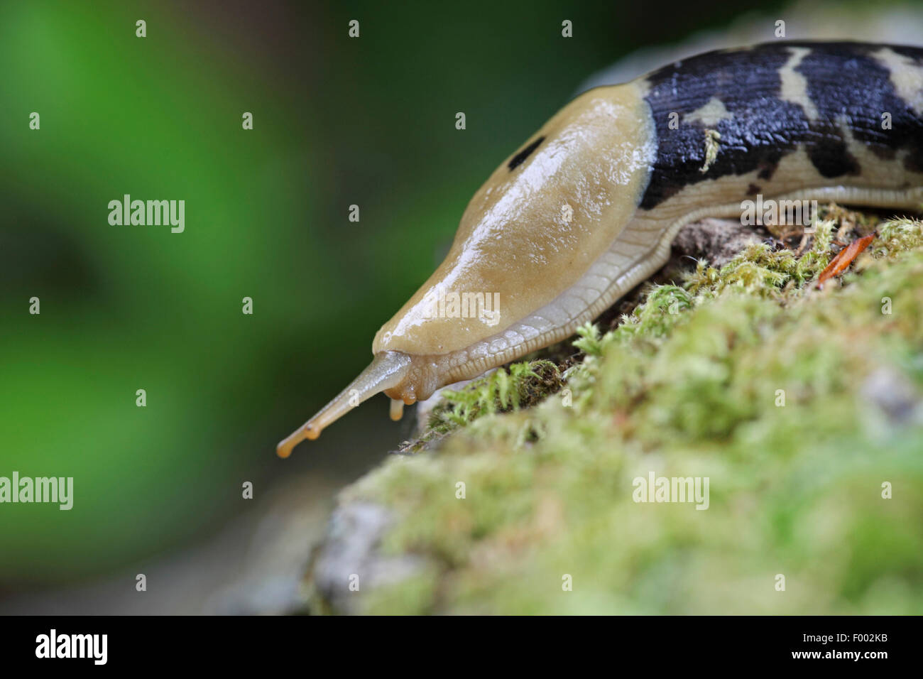 Pazifik Banane Metallklumpen, riesige gelbe Slug (Ariolimax Columbianus), Schnecke kriecht auf einem bemoosten Stamm, Porträt, Kanada, Vancouver Island Stockfoto