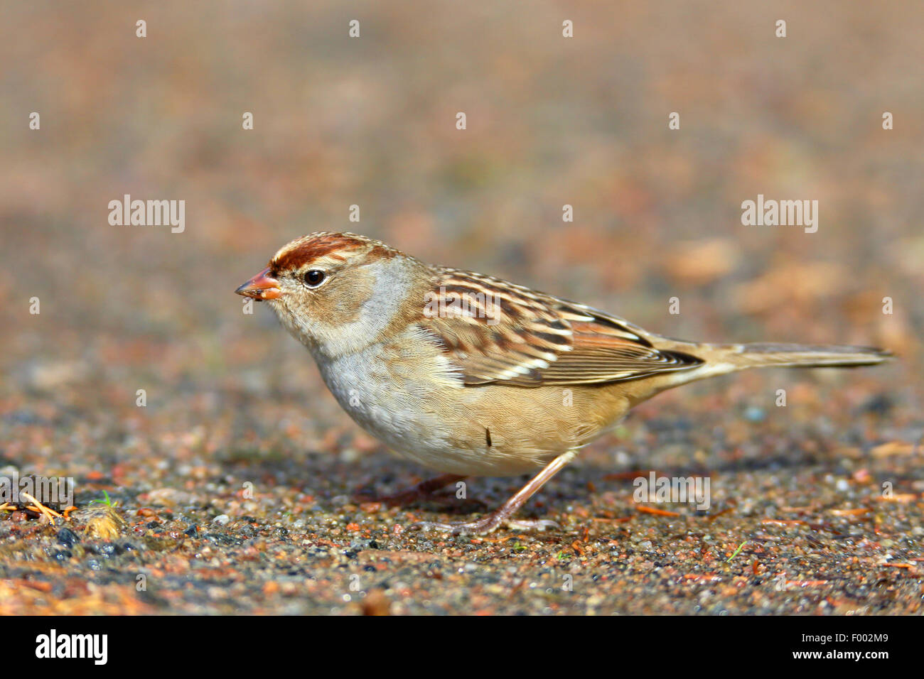 Weiß – Crowned Sparrow (Zonotrichia Leucophrys), juvenile Vögel suchen Nahrung auf dem Boden, Kanada, Ontario, Algonquin Provincial Park Stockfoto