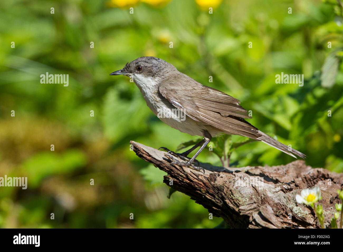 Lesser Whitethroat (Sylvia Curruca), auf Totholz, Deutschland, Mecklenburg-Vorpommern Stockfoto