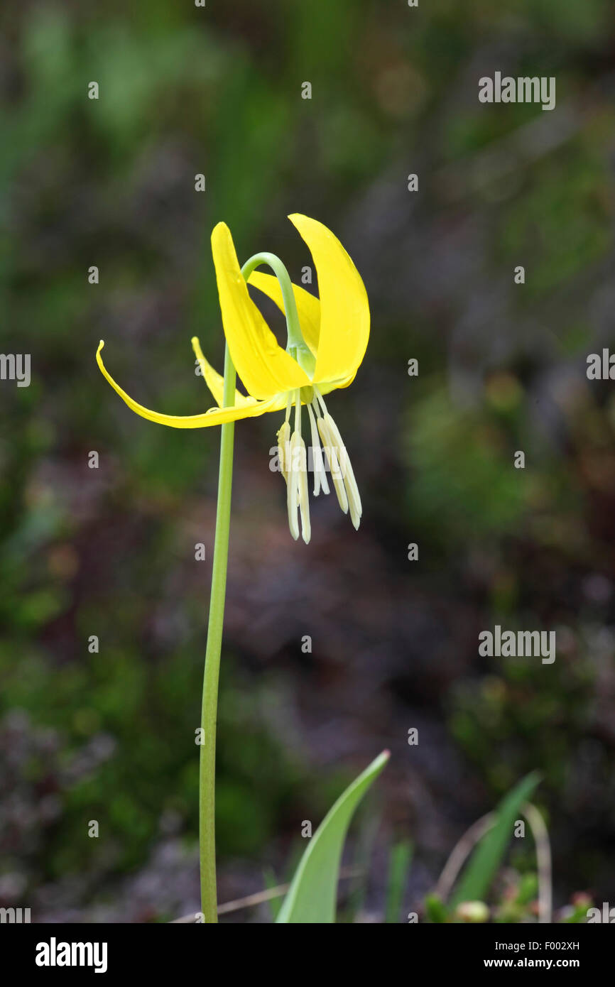 gelbe Glacier Lily (Erythronium Grandiflorum), Blume, Kanada, British Columbia, Mount Revelstoke National Park Stockfoto