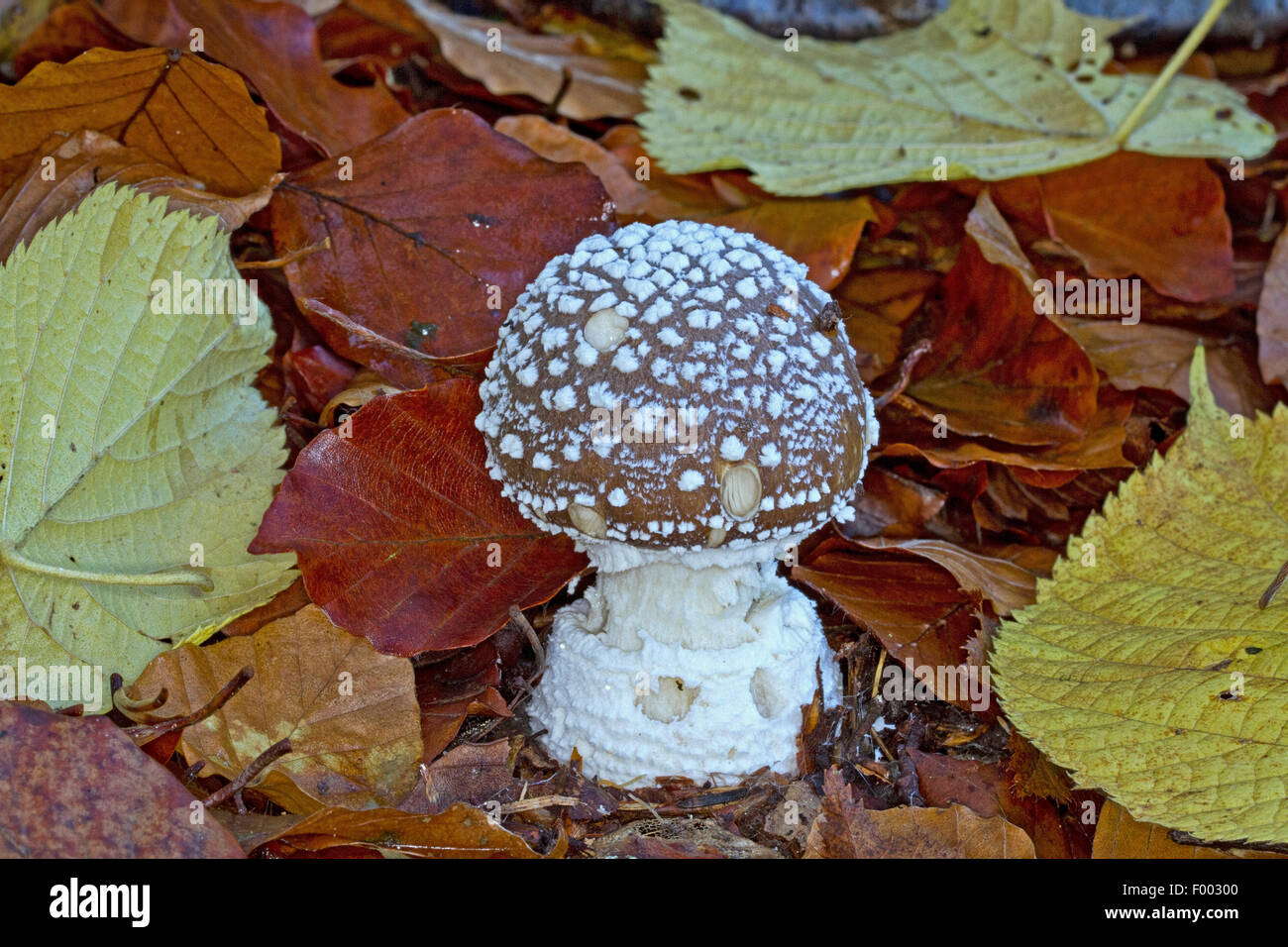Panthercap (Amanita Pantherina) Fruchtkörper Körper auf Waldboden, giftige Pilze, Deutschland, Mecklenburg-Vorpommern Stockfoto