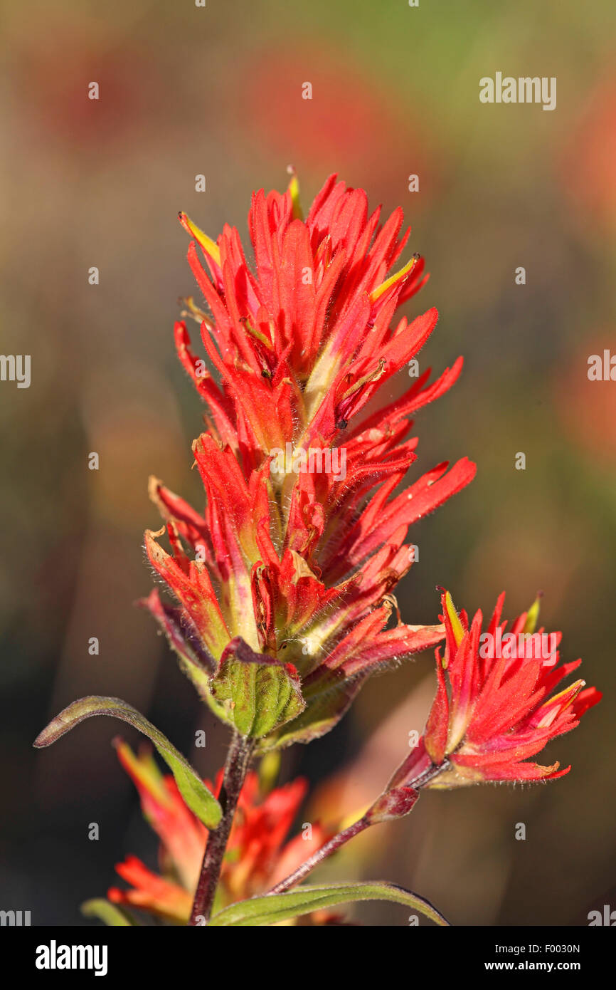 Scharlachrote Paintbrush, Indian Paintbrush, große rote Paintbrush (Castilleja Miniata), Blume, Banff Nationalpark, Kanada, Alberta Stockfoto