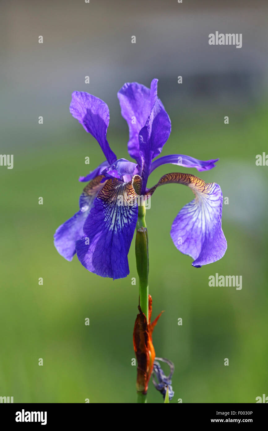 Fleur (Iris spec.), Blume einer Iris, Courtenay, Mount Washington, Vancouver Island, Kanada Stockfoto