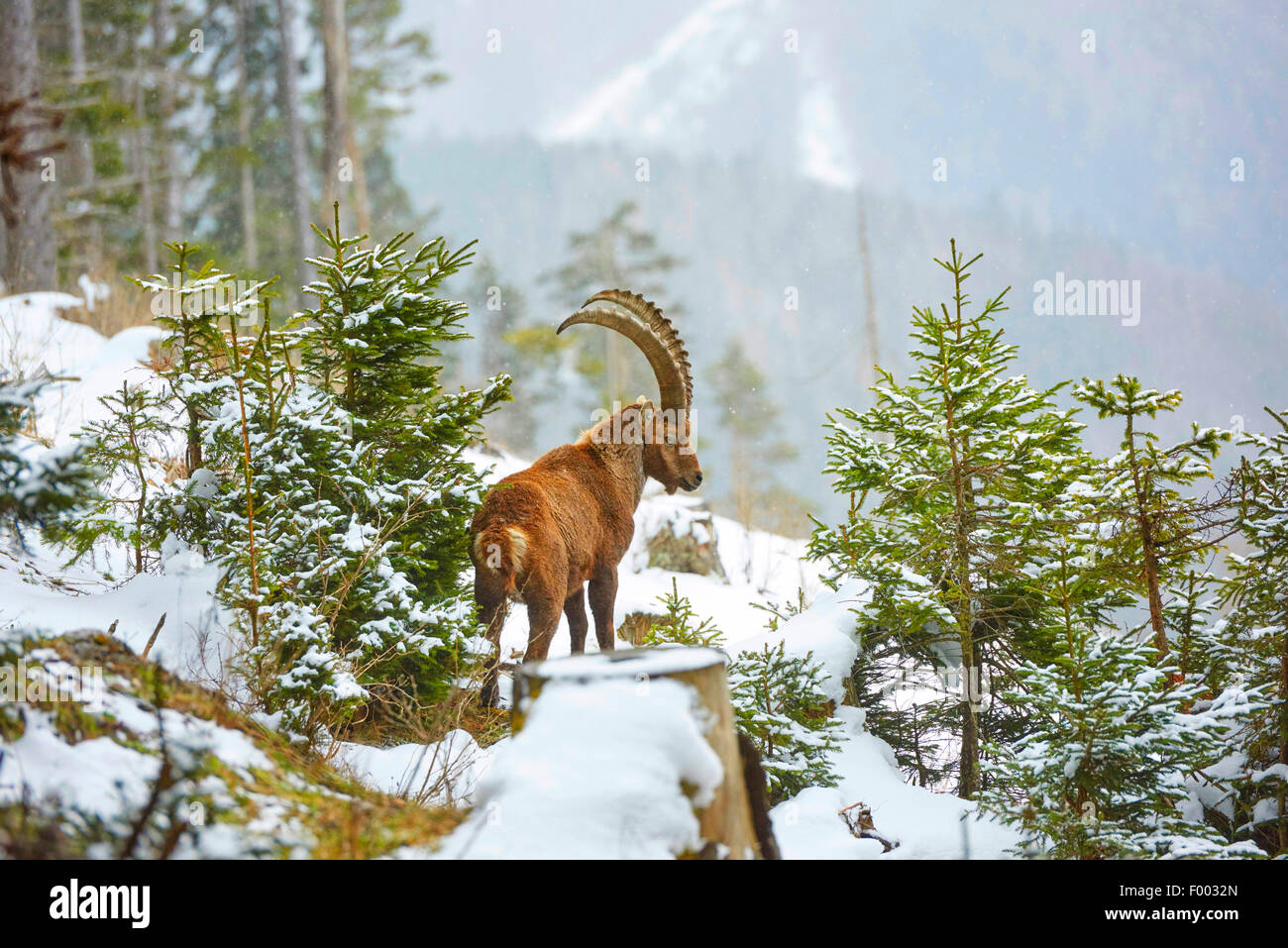 Alpensteinbock (Capra Ibex, Capra Ibex Ibex) in Snwoy Winterwald, Österreich, Steiermark Stockfoto