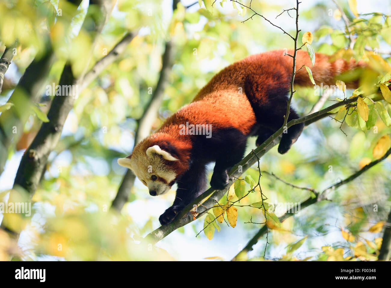 kleinere Panda, roter Panda (Ailurus Fulgens), Klettern auf einem Ast Stockfoto