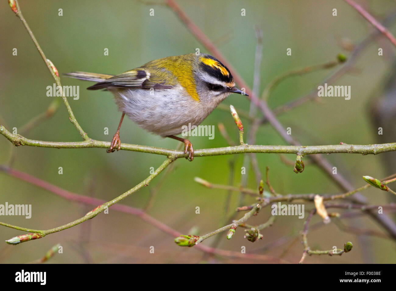 Firecrest (Regulus Ignicapillus) männlich auf einem Zweig, Deutschland, Mecklenburg-Vorpommern Stockfoto