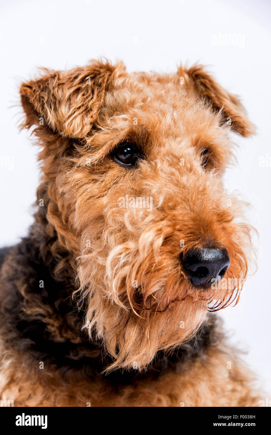 Airedale Terrier (Canis Lupus F. Familiaris), portrait Stockfoto