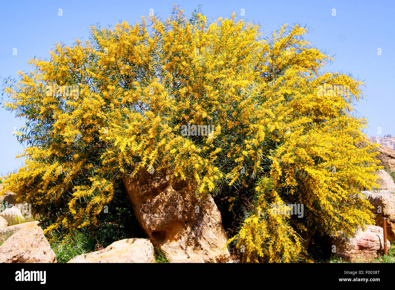 Akazien (Acacia spec.), blühenden Akazien, Italien, Sizilien Stockfoto