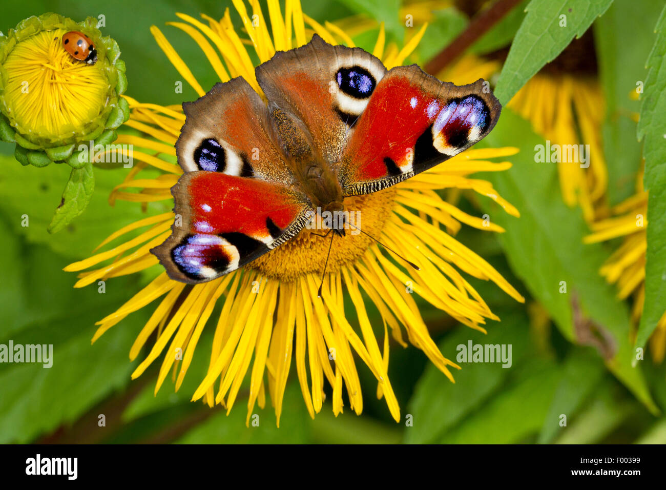 Pfau, Europäische Pfau (Inachis Io, Nymphalis Io), sitzt auf einem gelben Oxeye, Deutschland, Mecklenburg-Vorpommern Stockfoto