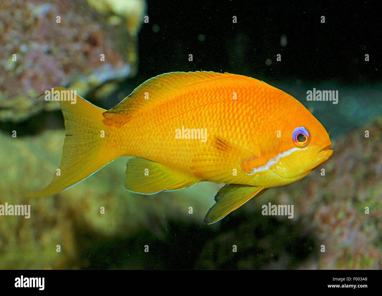 Barsch Orange Meer, Meer Goldie, Lyretail Coralfish, Lyretail Anthias, Harem Flagge Basslet (Anthias Squamipinnis, Pseudanthias Squamipinnis), Weiblich Stockfoto