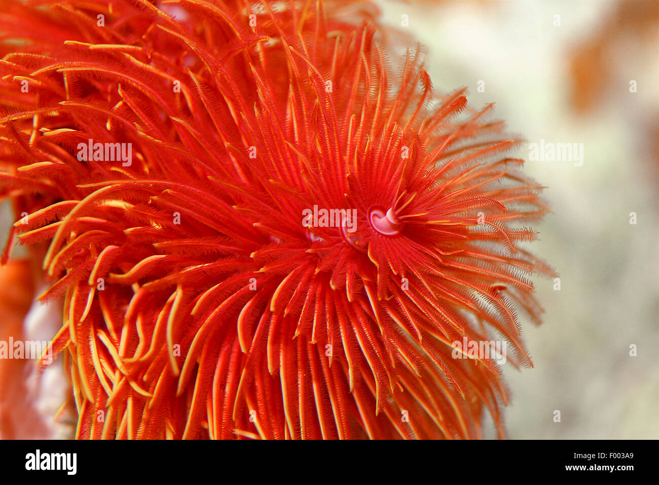 Staubwedel Wurm (Sabellastarte spec.), Tentakel Krone Stockfoto