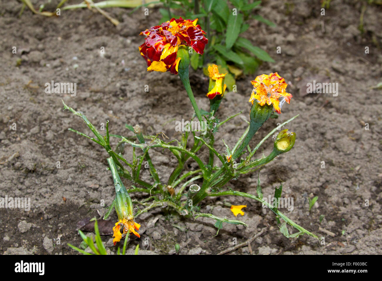 Französische Ringelblume (Tagetes Patula), streifte durch Schnecken, Deutschland, Garten, Rostock Stockfoto
