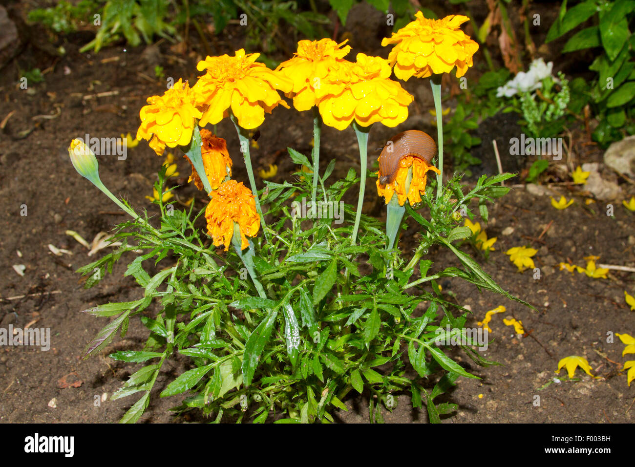 Französische Ringelblume (Tagetes Patula), streifte durch Schnecken, Deutschland Stockfoto