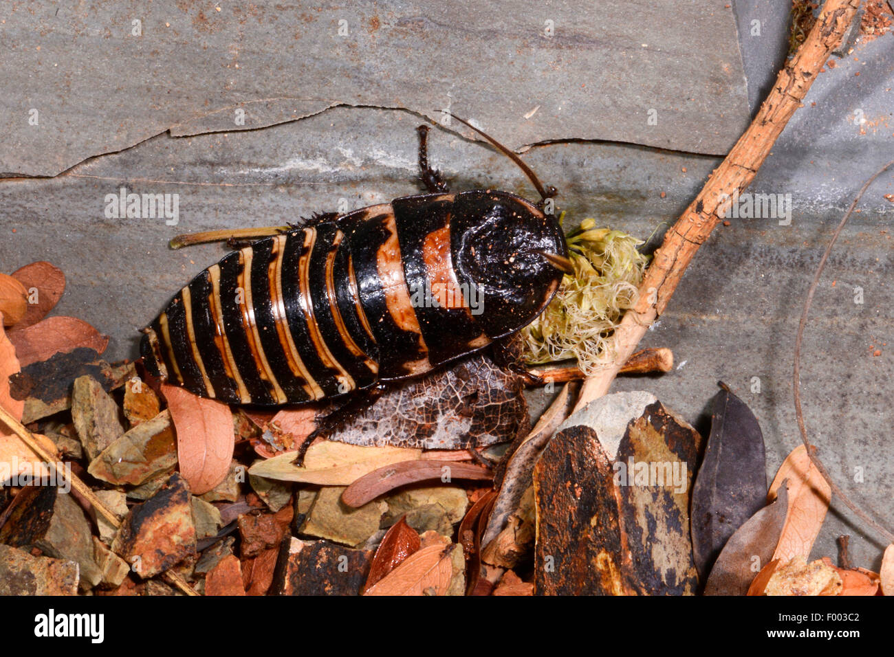 Riesige Madagaskar Be Zischen Schabe (Princisia spec.), auf Laub auf dem Boden, Madagaskar, Nosy, Lokobe Reserva Stockfoto