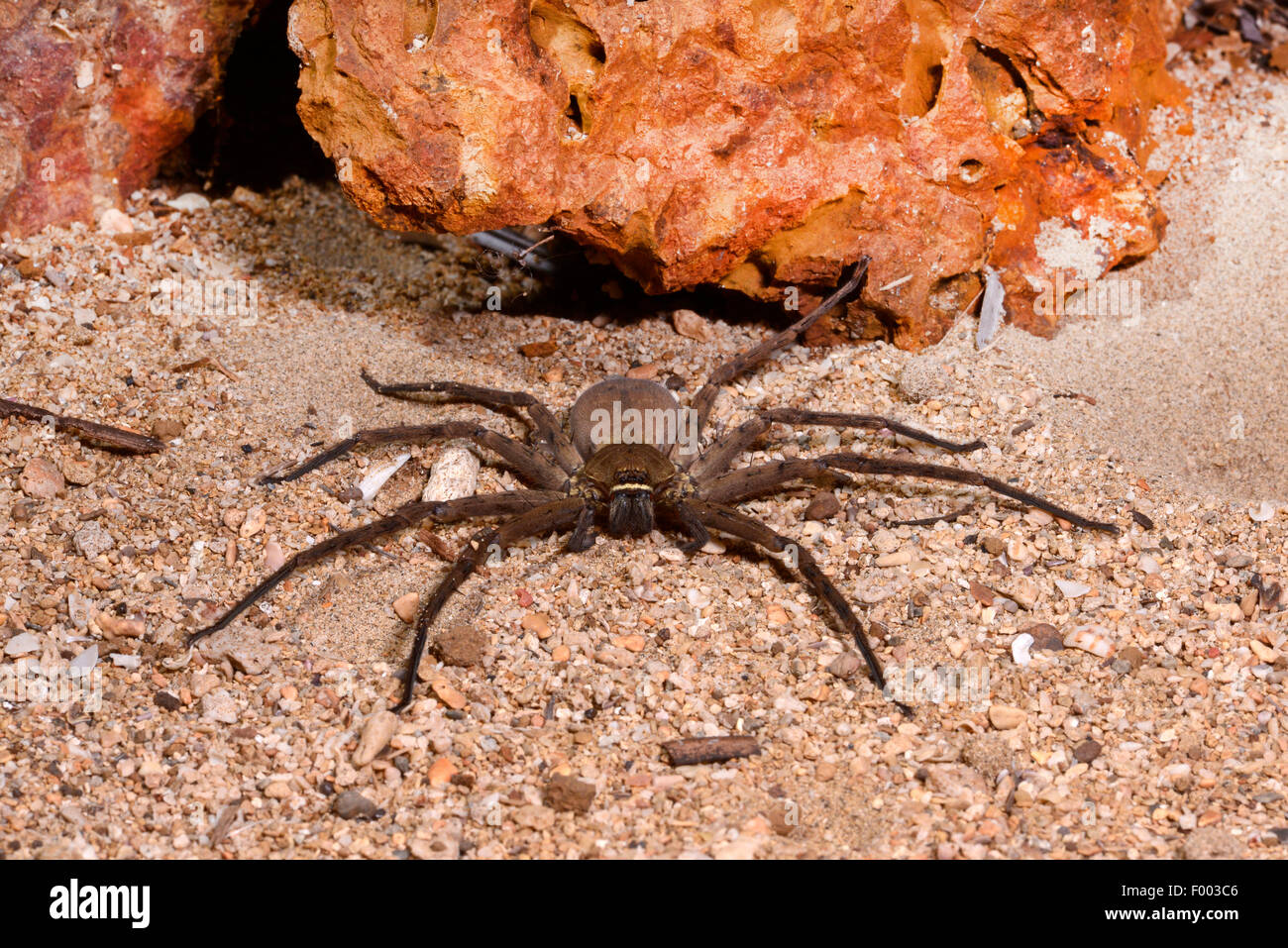Riesenkrabbe Spinne (Sparassidae), auf steinigen Böden, Madagaskar, Nosy Fali, Isla Fali Stockfoto