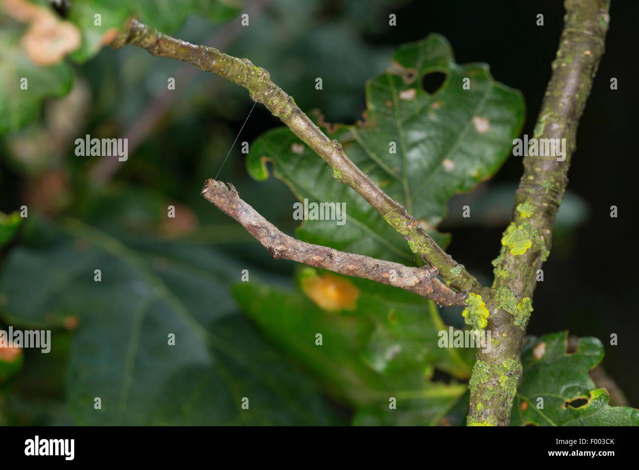 Hypomecis Punctinalis (Hypomecis Punctinalis, Serraca Punctinalis, Boarmia Punctinalis), Raupe imitiert das Aussehen von einem Zweig, Deutschland Stockfoto