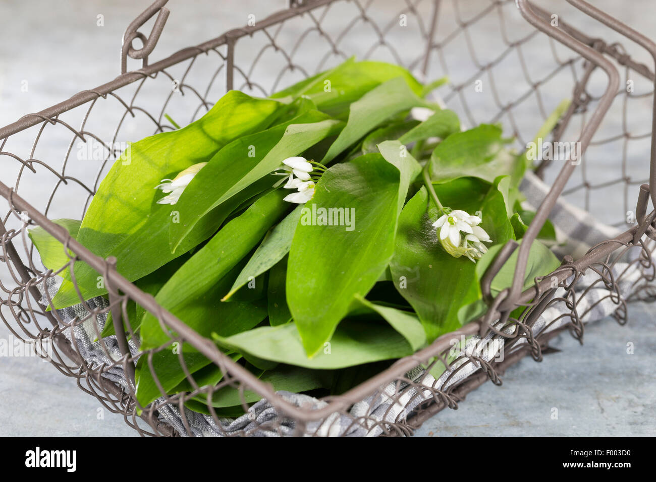Bärlauch, Stoffen, Bärlauch, breitblättrigen Knoblauch, Holz Knoblauch Bären Lauch Bärlauch (Allium Ursinum), gesammelten Blätter in einem Korb, Deutschland Stockfoto