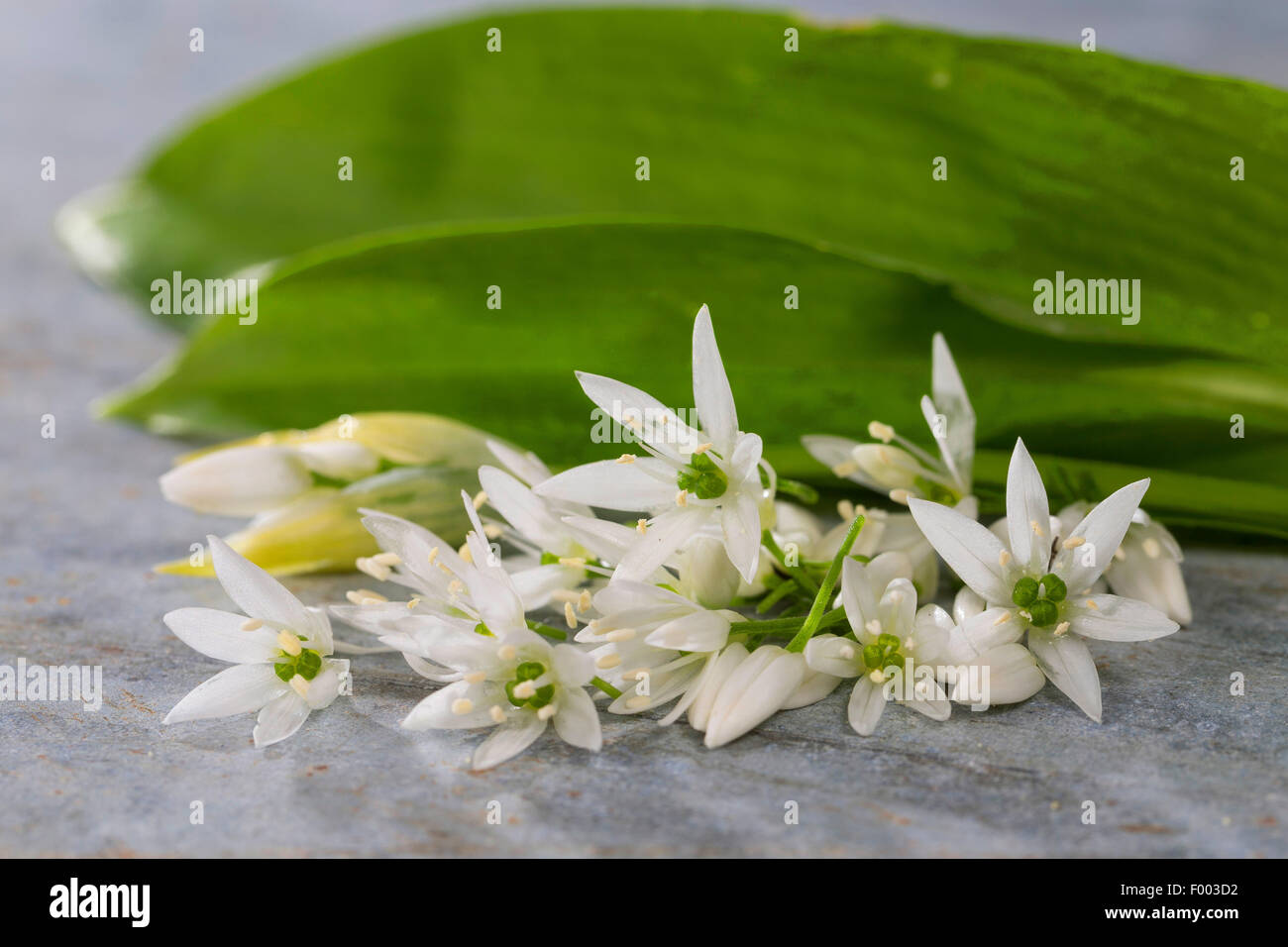 Bärlauch, Stoffen, Bärlauch, breitblättrigen Knoblauch, Holz Knoblauch, Bär-Lauch, Bärlauch (Allium Ursinum), gesammelten Blätter und Blüten, Deutschland Stockfoto