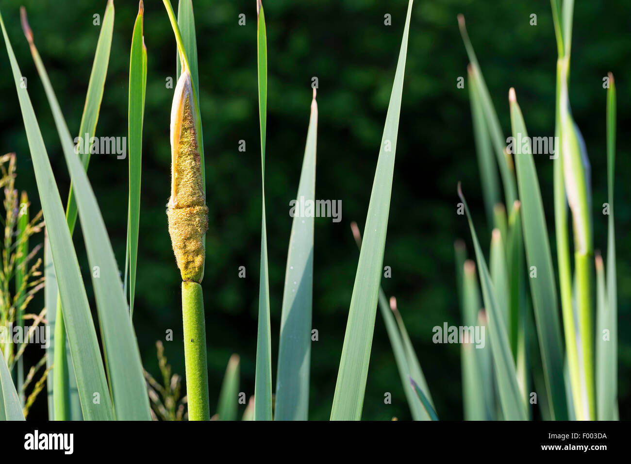 gemeinsamen Rohrkolben, breitblättrigen Rohrkolben, breitblättrigen Katze-Tail, große Reedmace, Rohrkolben (Typha Latifolia), Blütenstand, Deutschland Stockfoto