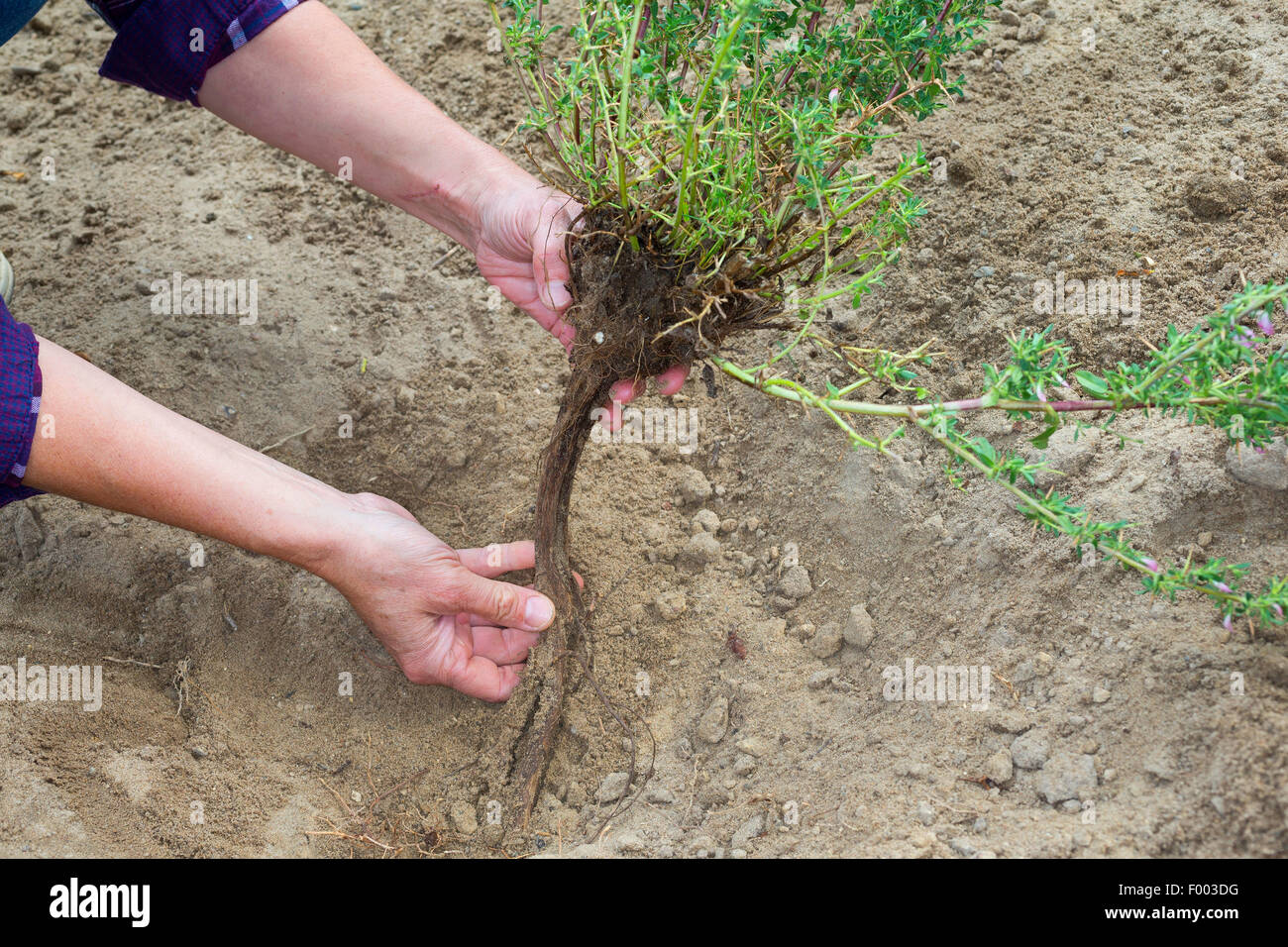 stachelige Restharrow (Ononis Spinosa), Wurzel, Deutschland Stockfoto