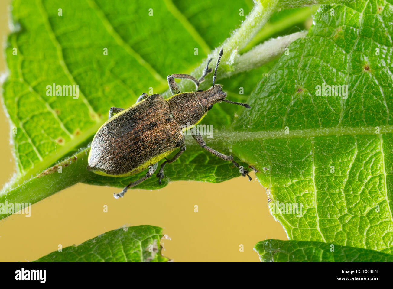 Chlorophanus Viridis (Chlorophanus Viridis), sitzt auf einem Blatt, Deutschland Stockfoto