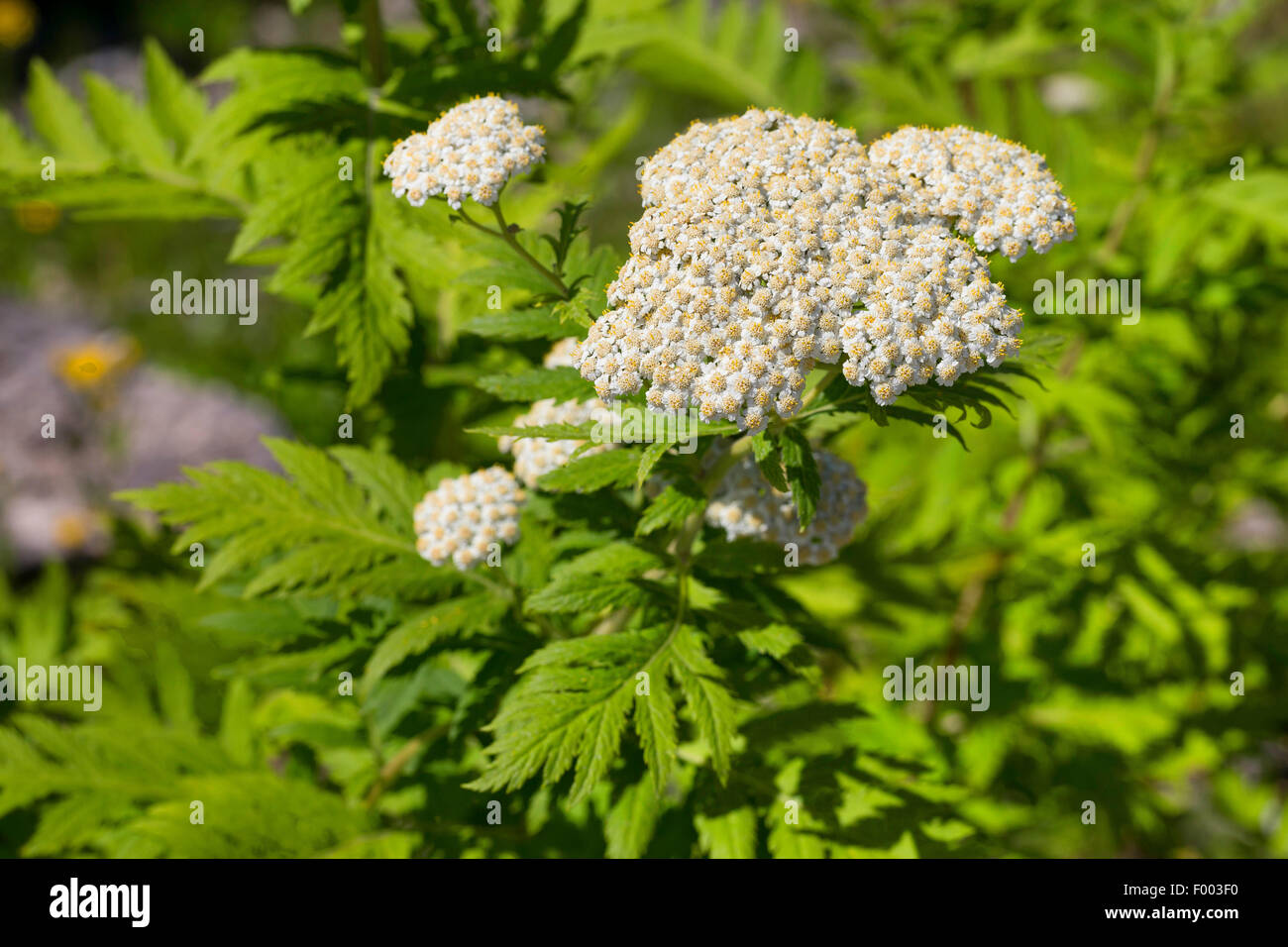 Durchleuchtet Rainfarn (Tanacetum Macrophyllum), blühen Stockfoto