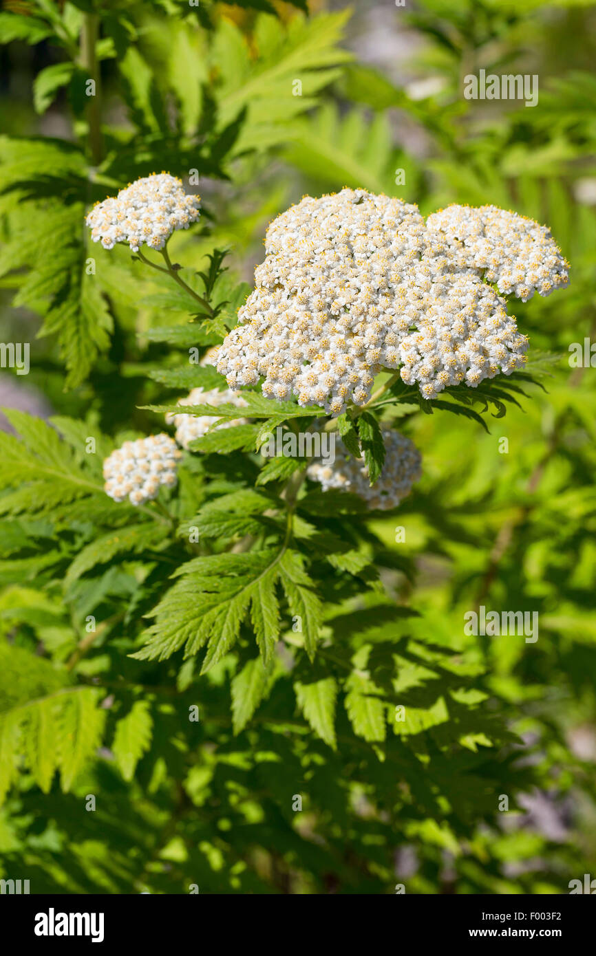 Durchleuchtet Rainfarn (Tanacetum Macrophyllum), blühen Stockfoto