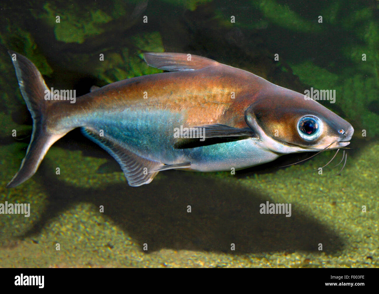 Sutchi Catfish (Pangasius Sutchi), Schwimmen Stockfoto