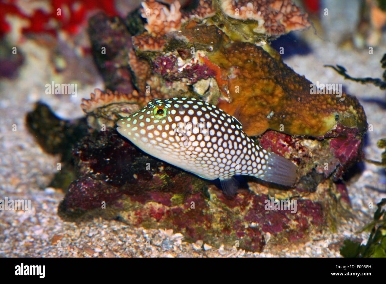 Gefleckte Kugelfisch (Canthigaster Jactator), Schwimmen, Hawaii Stockfoto