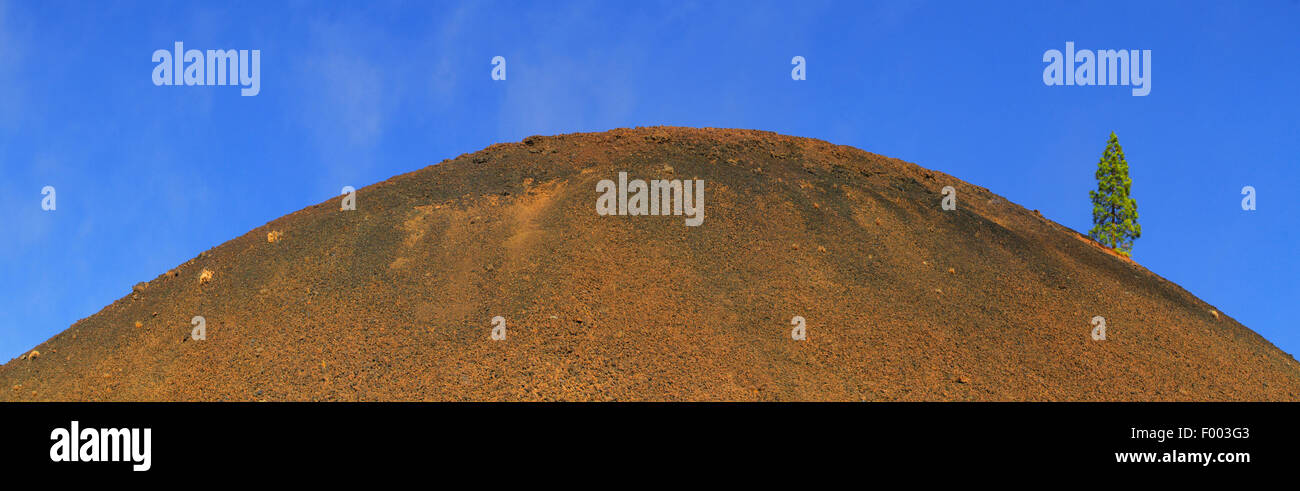 vulkanische Ashhill und einzelner Baum, Kanarischen Inseln, Teneriffa, Canadas Del Teide-Nationalpark Stockfoto