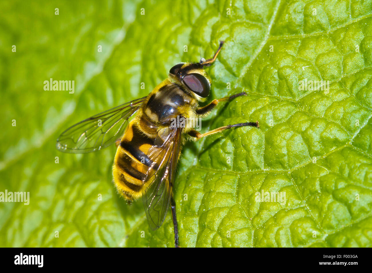 Deathskull Fly, Deathskull Hoverfly (Myathropa Florea), auf einem Blatt, Deutschland, Mecklenburg-Vorpommern Stockfoto