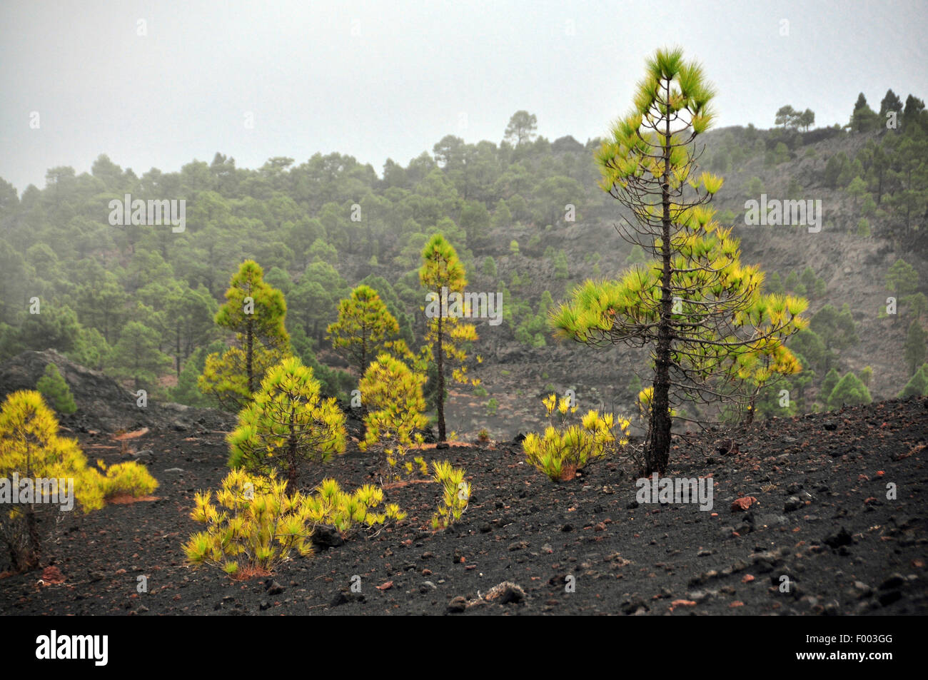 Kanarische Kiefer (Pinus Canariensis), auf Lavaasche im Nebel, Kanarische Inseln, La Palma, Llanos de Jable Stockfoto