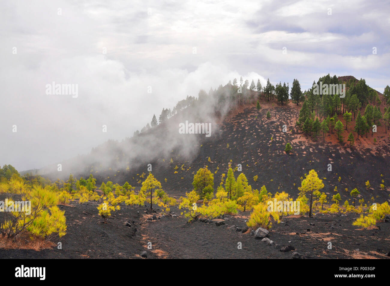 Kanarische Kiefer (Pinus Canariensis), auf Lavaasche im Nebel, Kanarische Inseln, La Palma, Llanos de Jable Stockfoto