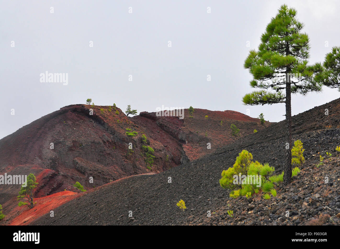 Kanarische Kiefer (Pinus Canariensis), vulkanische Landschaft mit kanarischen Kiefern, Kanarische Inseln, La Palma Stockfoto