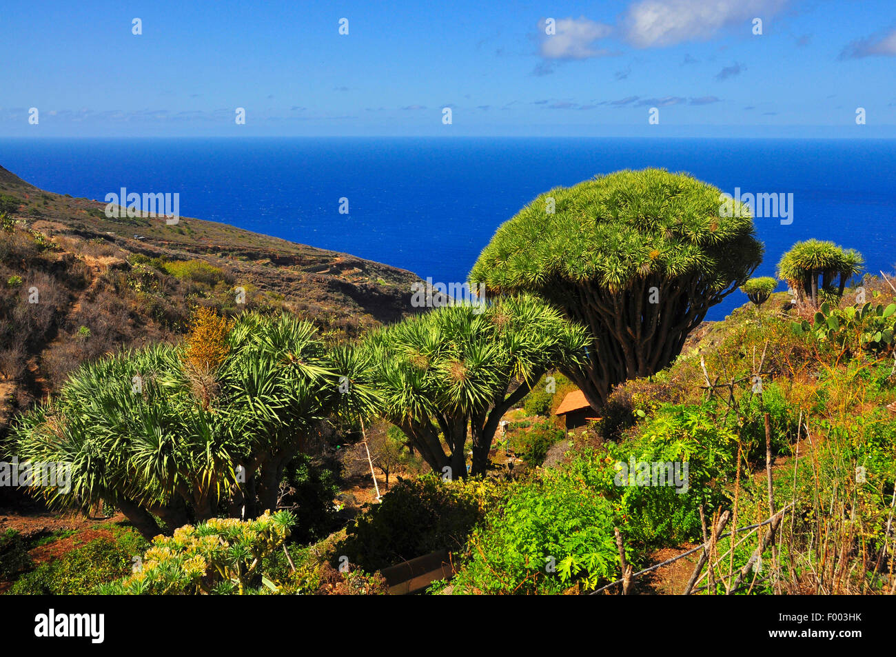 Reißen Sie, Drachenblut, Draegon Baum, Kanarischen Drachenbaum, Drago (Dracaena Draco), Draegon Bäume vor Küste, Kanarische Inseln, La Palma Stockfoto