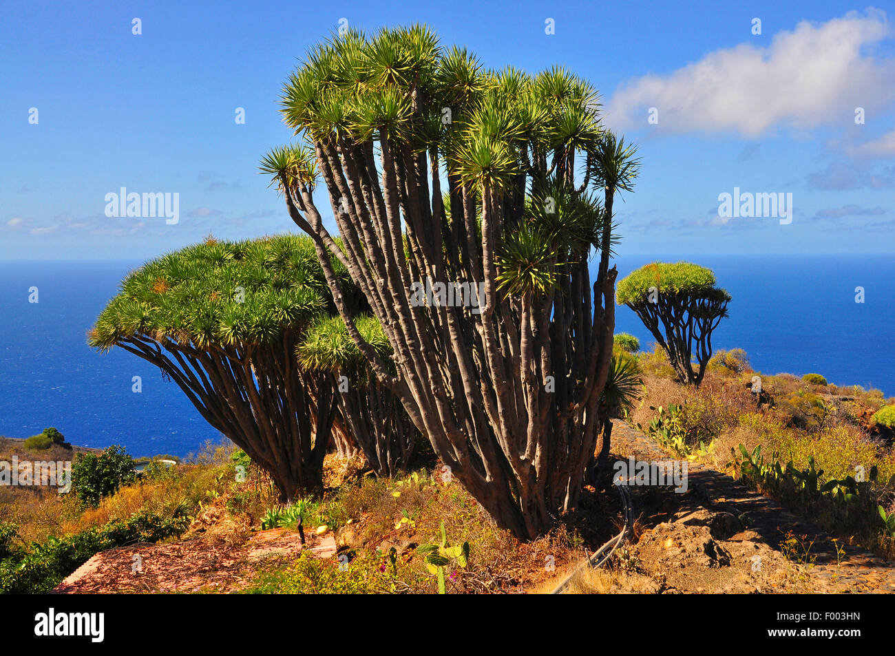 Reißen Sie, Drachenblut, Draegon Baum, Kanarischen Drachenbaum, Drago (Dracaena Draco), Draegon Bäume vor Küste, Kanarische Inseln, La Palma Stockfoto