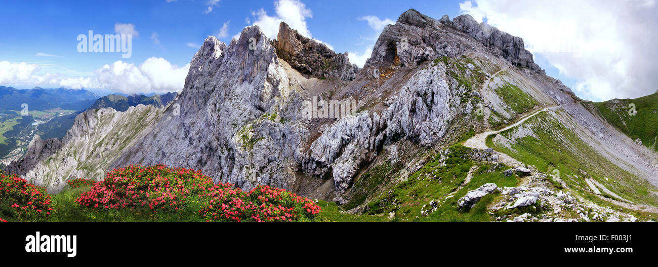 Karwendel-Gebirge mit Alpenrosen, Deutschland, Bayern, Mittenwald Stockfoto