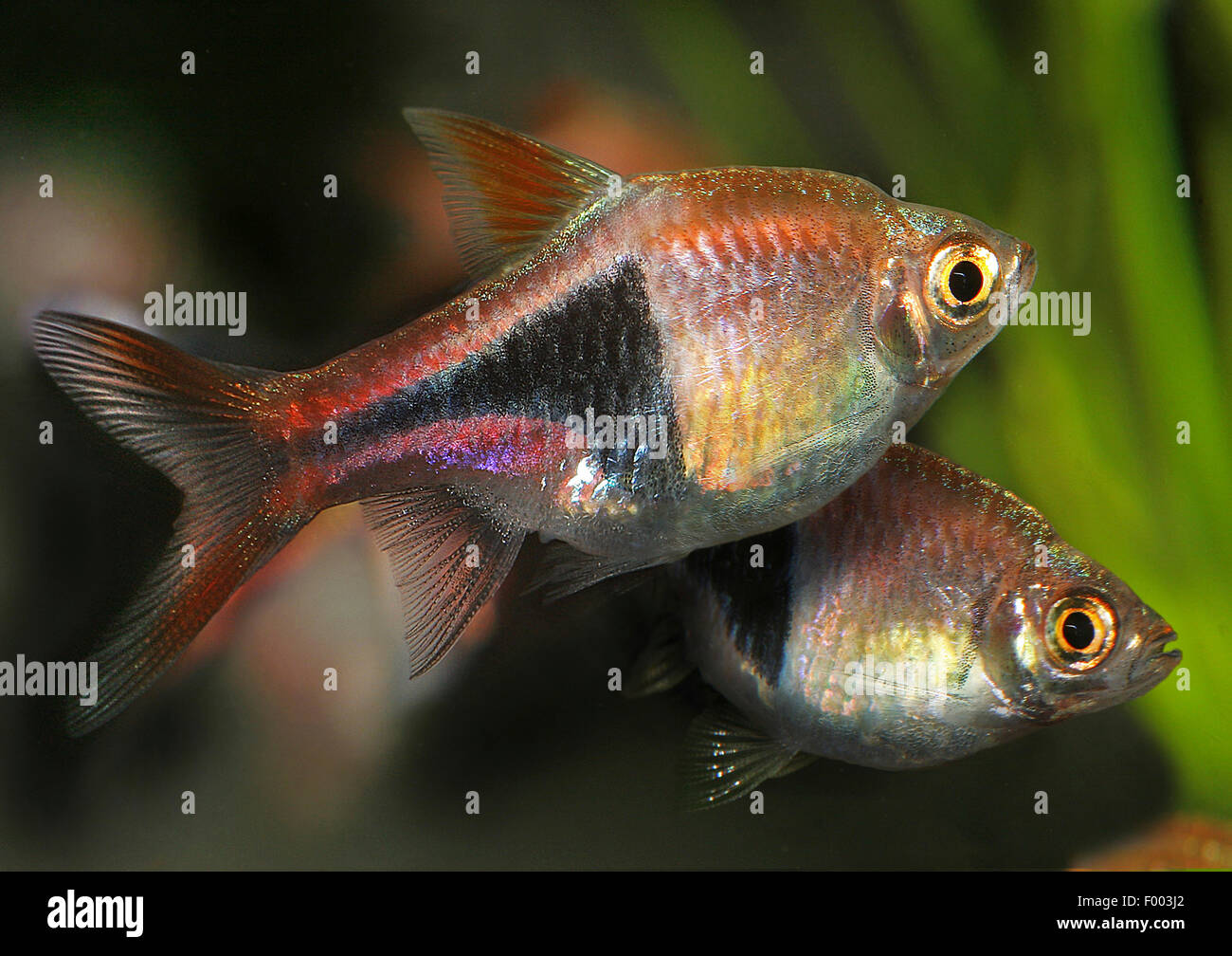 Harlekin Fisch, Keilfleckbarbe Rasbora (Rasbora Heteromorpha), zwei Harlekin Fische Stockfoto