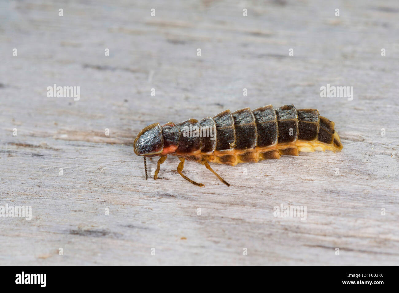 Glühwürmchen, Glühwürmchen, großen europäischen Glühwürmchen Käfer (Lampyris Noctiluca), Weiblich, Deutschland Stockfoto
