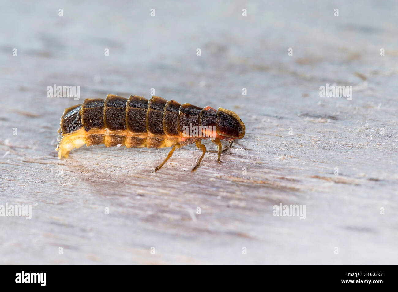 Glühwürmchen, Glühwürmchen, großen europäischen Glühwürmchen Käfer (Lampyris Noctiluca), Weiblich, Deutschland Stockfoto