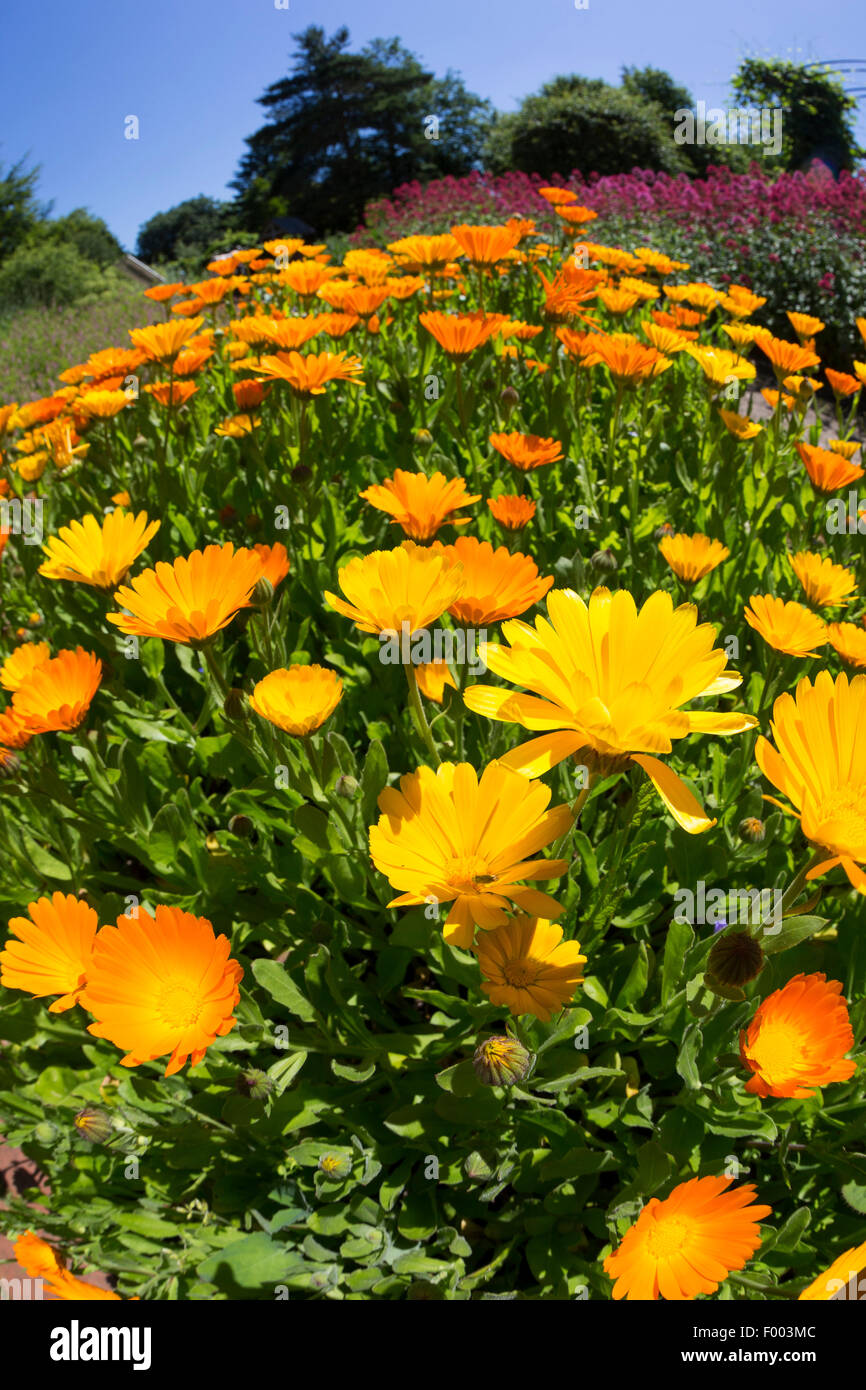 Garten-Ringelblume (Calendula Officinalis), blühen, Deutschland Stockfoto