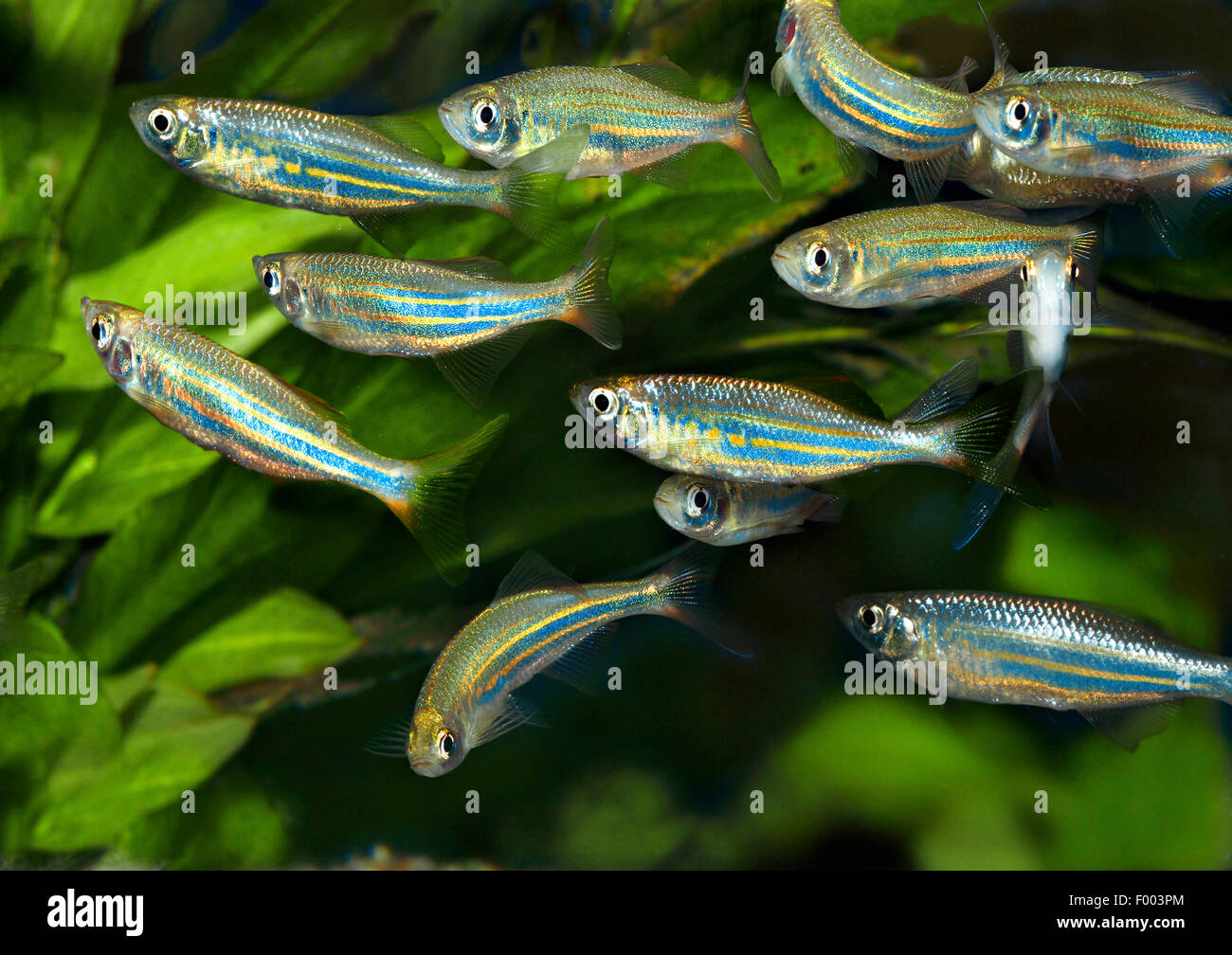 Riesiger Danio (Devario Aequipinnatus, Danio Aequipinnatus, Brachydanio