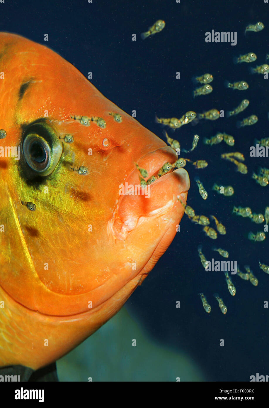 Buntbarsche (Haplochromis spec.), Buntbarsch mit Nachwuchs Stockfoto