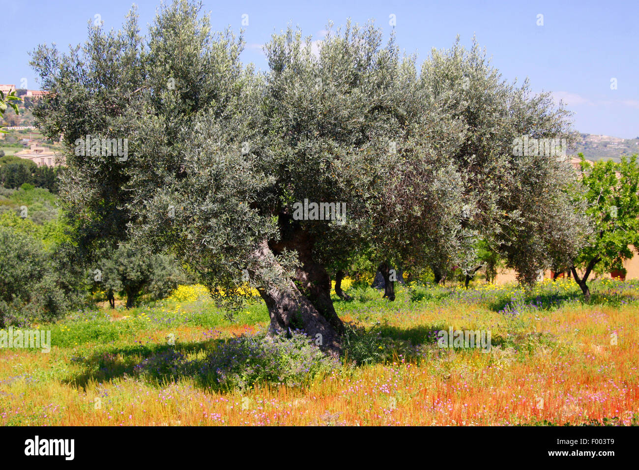 Olivenbaum (Olea Europaea SSP. Sativa), auf einer Wiese, Italien, Sizilien Stockfoto